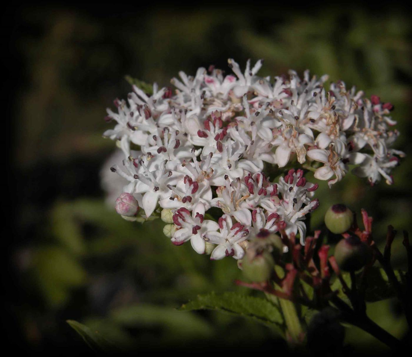 Elder, Dwarf, Danewort flower